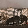 animal, black_dog, blanket, cat, companion, couch, cozy, dog, domestic, furniture, indoor, living_room, pet, pillow, quiet, relaxing, resting, soft_lighting, striped_blanket, tabby_cat