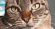Cybelle participe au concours pour gagner de l'argent avec cette photo : animal, cat, close_up, cute, domestic_animal, ears, face, feline, fur, indoor, looking_at_camera, mammal, pet, portrait, relaxed, striped, sunlight, tabby_cat, whiskers, yellow_eyes