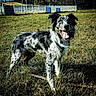 animal, blue_eyes, border_collie, canine, collar, daytime, dog, fence, field, fur, grass, happy, nature, outdoor, pet, playful, smiling, standing, sunlight, tongue_out