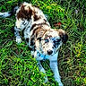adorable, animal, blue_eye, blue_harness, canine, closeup, curious, dog, grass, greenery, lying_down, nature, outdoor, pet, playful, puppy, speckled_fur, summer, sunlight, young_dog