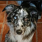 Tommy a rejoint le concours — aidez-le/la à gagner de superbes lots ! dog, pet, animal, heterochromia, blue_eye, brown_eye, fur, ears, portrait, looking_up, indoor, tile_floor, mammal, canine, closeup, face, cute, domestic_animal, speckled_fur, alert