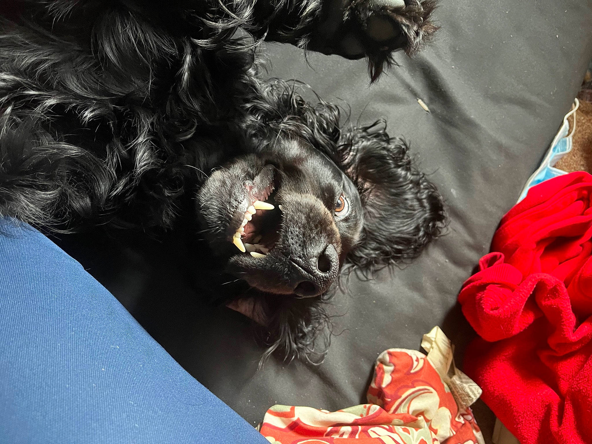 Bandit is registered to the contest to win money with this photo: carmine, claw, companion_dog, costume, dog, dog_breed, event, fashion_accessory, feather, fur, mask, sleeve, sporting_group, t_shirt, tradition, wing