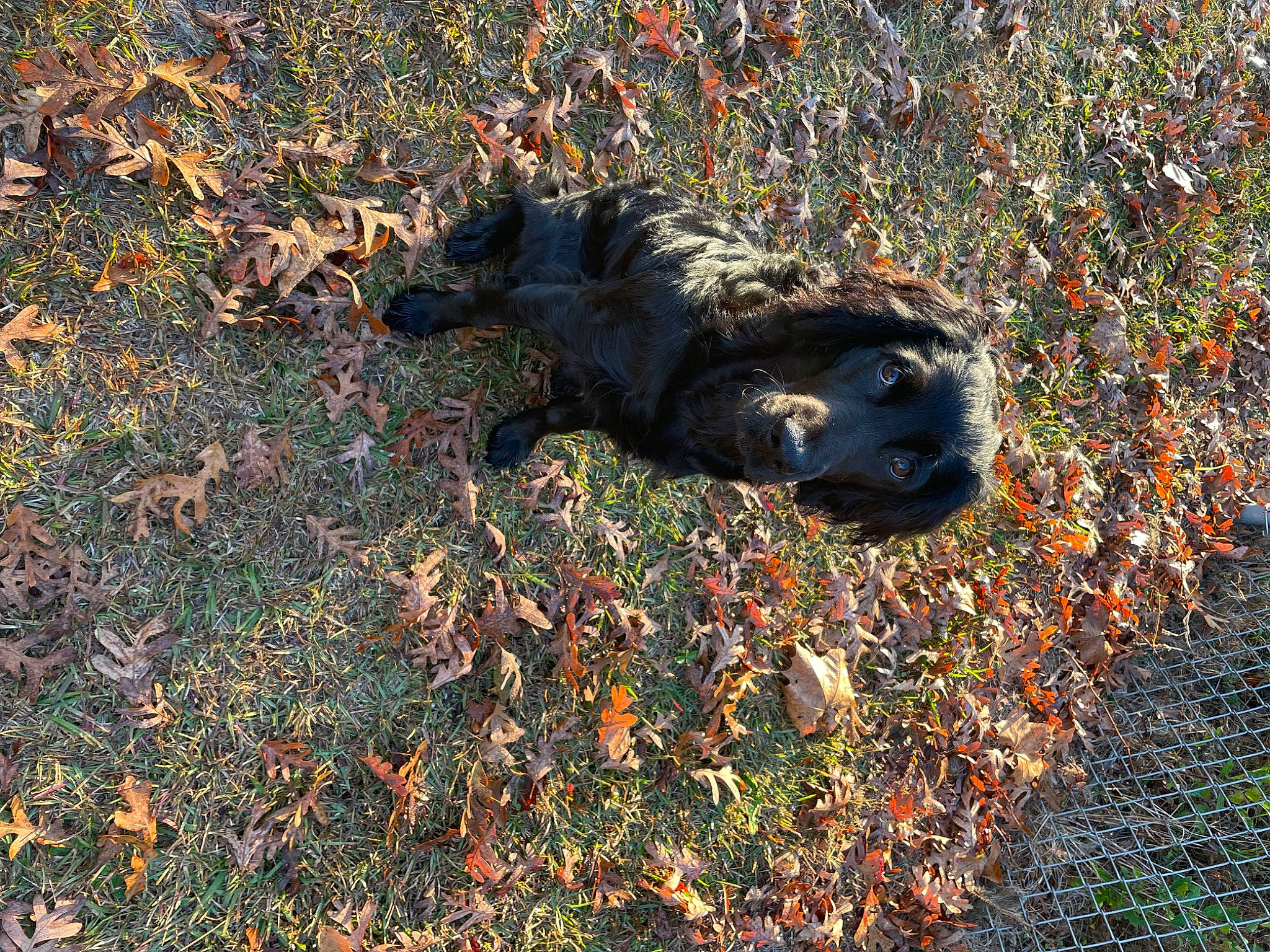 Bandit joined the competition — help win amazing prizes! art, autumn, carnivore, deciduous, dog, dog_breed, fawn, grass, groundcover, landscape, natural_landscape, plant, sculpture, shadow, shrub, soil, terrestrial_animal, tints_and_shades, wood, working_animal