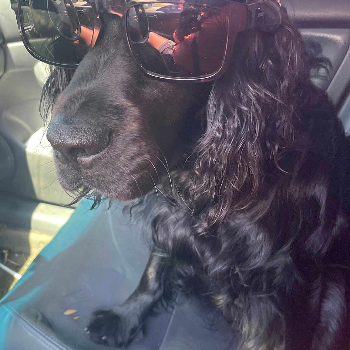 Bandit