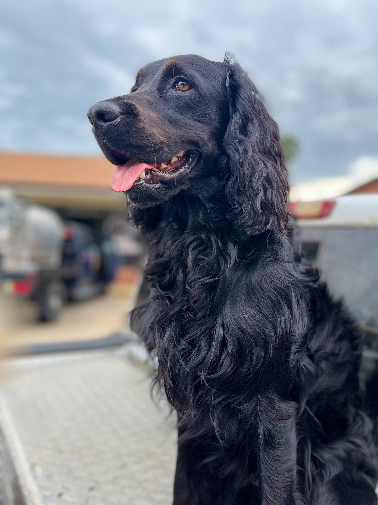 Bandit is registered to the contest to win money with this photo: canidae, carnivore, cloud, companion_dog, dog, dog_breed, fur, gun_dog, sky, snout, sporting_group, working_animal, working_dog