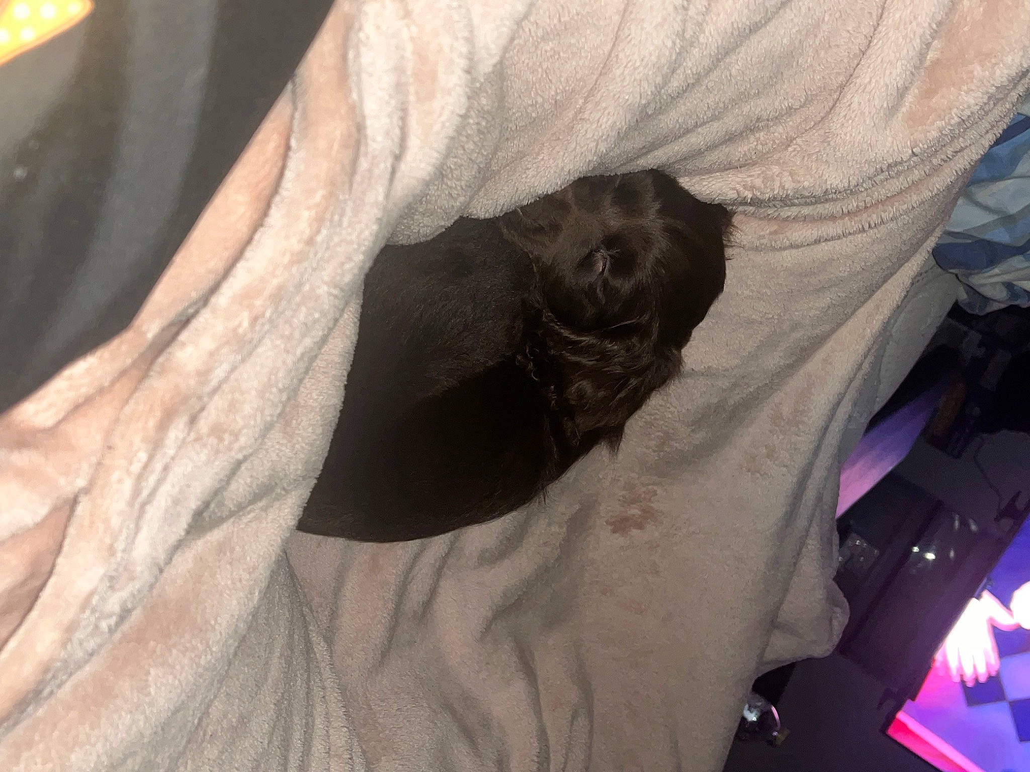 Cocoa joined the competition — help win amazing prizes! bat, canidae, carnivore, comfort, companion_dog, dog_breed, fawn, felidae, fur, grey, linens, reptile, sleeve, small_to_medium_sized_cats, snout, sporting_group, terrestrial_animal, toy_dog, whiskers, working_animal