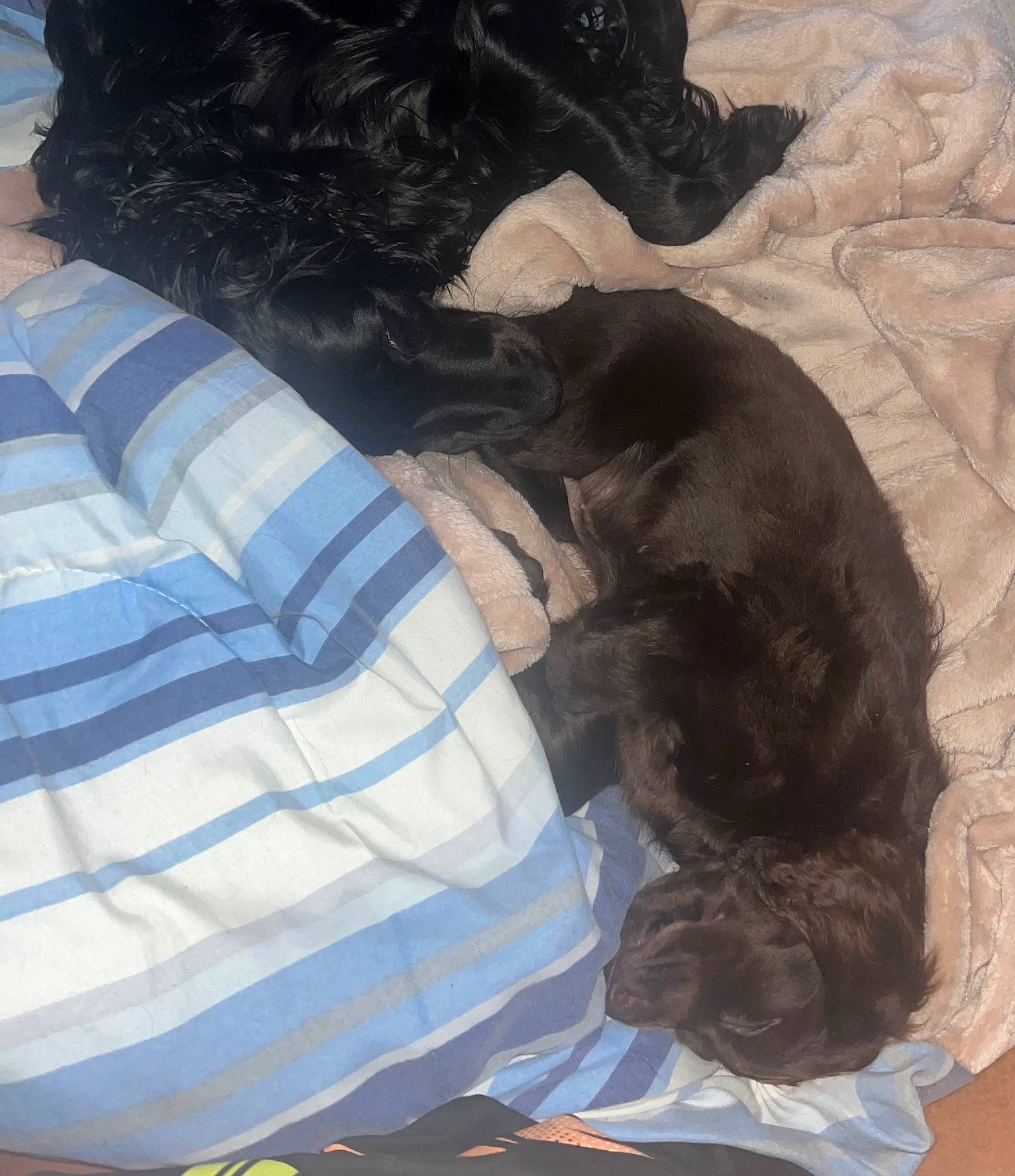 Cocoa joined the competition — help win amazing prizes! bed, black_cat, canidae, carnivore, claw, comfort, companion_dog, dog_breed, felidae, fur, linens, liver, nap, paw, small_to_medium_sized_cats, snout, sporting_group, tail, whiskers, working_animal