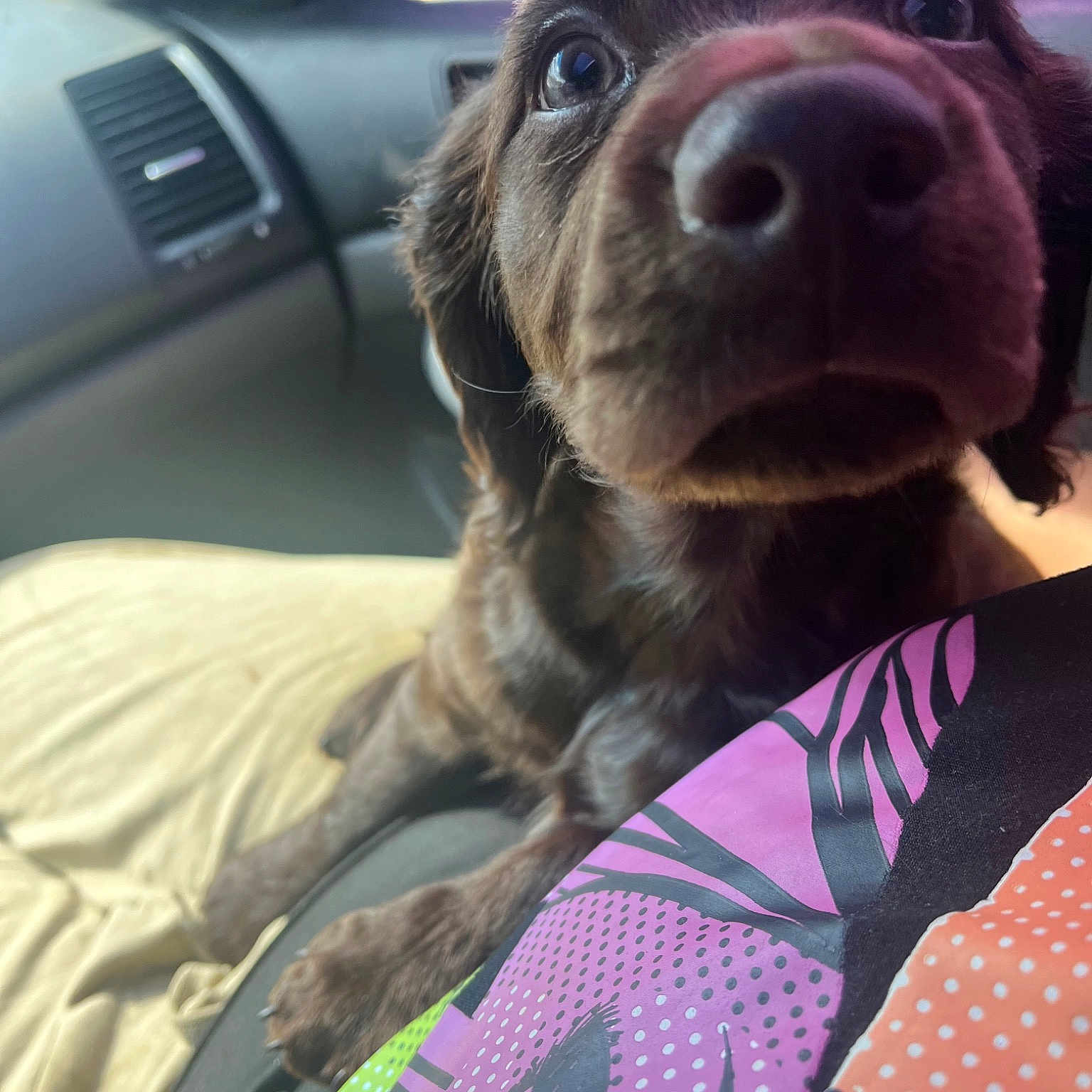 Cocoa
