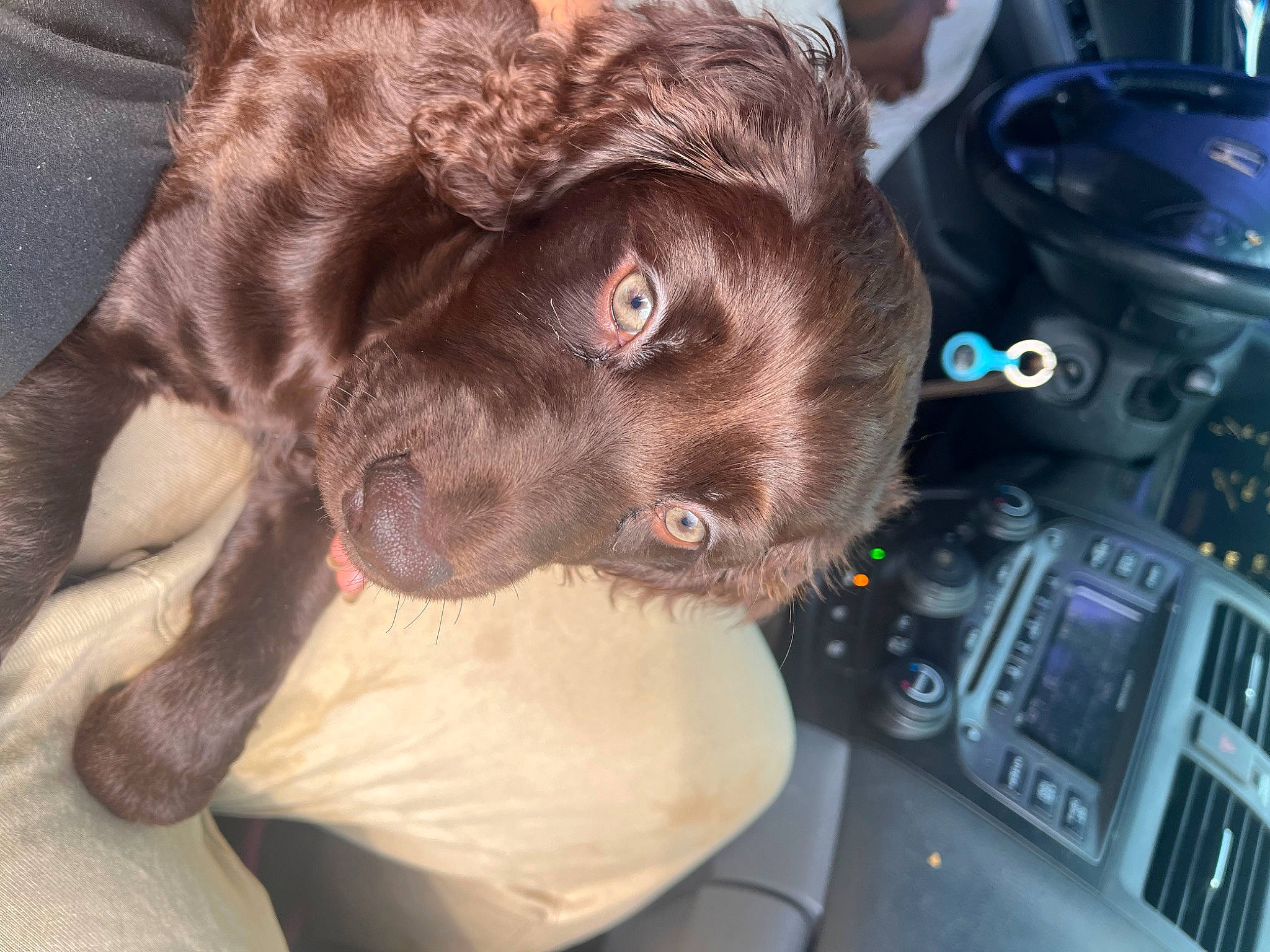 Cocoa is registered to the contest to win money with this photo: auto_part, carnivore, companion_dog, dog, dog_breed, family_car, fawn, gear_shift, gun_dog, liver, motor_vehicle, personal_luxury_car, radio, spaniel, steering_wheel, vehicle_audio, vehicle_door, whiskers, windshield, working_animal