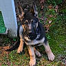 puppy, german_shepherd, dog, grass, leaves, outdoor, pet, young_dog, collar, curious, sitting, nature, animal, fall, young_puppy, ears_up, cute, canine, black_and_tan, portrait
