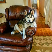 Star is registered to the contest to win money with this photo: dog, husky, leather_chair, living_room, wooden_floor, pet, animal, paw, fur, ears, collar, indoor, home, furniture, relaxed, canine, portrait, domestic, resting, casual