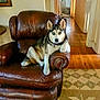 dog, husky, leather_chair, living_room, wooden_floor, pet, animal, paw, fur, ears, collar, indoor, home, furniture, relaxed, canine, portrait, domestic, resting, casual