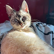 Opium a rejoint le concours — aidez-le/la à gagner de superbes lots ! cat, feline, fur, blue_eyes, bed, blanket, indoor, pet, animal, whiskers, ears, curious, relaxed, sunlight, shadow, wall, red_wall, close_up, portrait, domestic