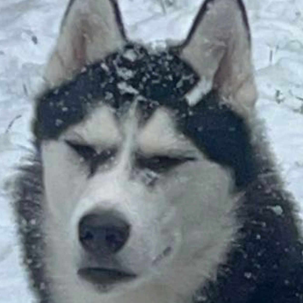 Shadow a rejoint le concours — aidez-le/la à gagner de superbes lots ! dog, husky, snow, close_up, animal, outdoor, winter, fur, canine, pet, cold, nature, portrait, face, ears, snowflakes, frozen, muzzle, black_and_white, calm