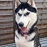 dog, siberian_husky, animal, pet, outdoor, wooden_fence, deck, heterochromia, tongue_out, sitting, black_and_white, fur, collar, happy, canine, portrait, ears, face, friendly, domestic_animal