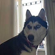 Shadow participe au concours pour gagner de l'argent avec cette photo : dog, siberian_husky, indoor, window, curtains, heterochromia, blue_eye, brown_eye, pet, animal, furry, collar, portrait, side_view, domestic_animal, canine, looking_away, backlight, house, companion