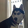 dog, siberian_husky, indoor, window, curtains, heterochromia, blue_eye, brown_eye, pet, animal, furry, collar, portrait, side_view, domestic_animal, canine, looking_away, backlight, house, companion