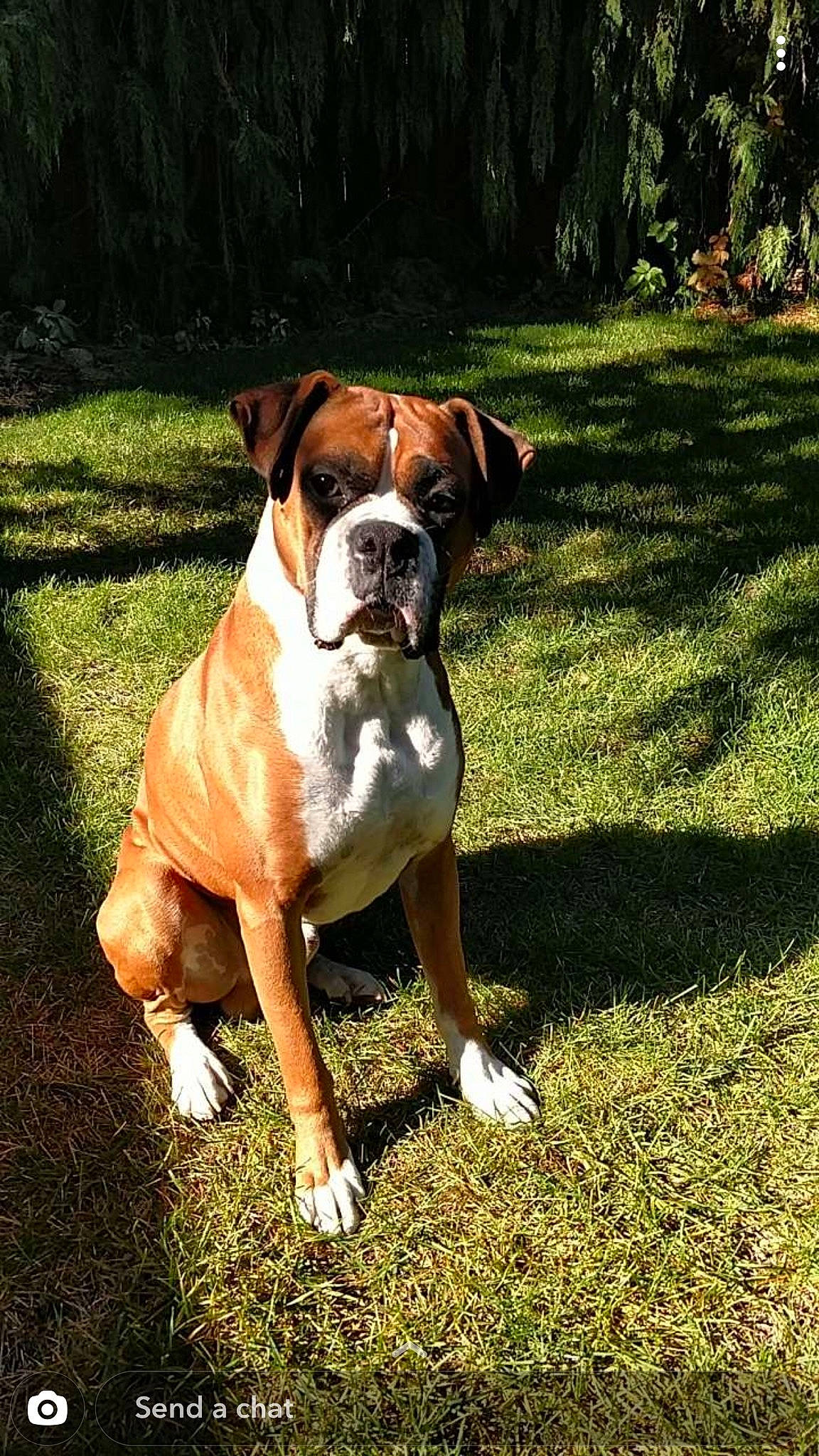Diesel is registered to the contest to win money with this photo: ancient_dog_breeds, boxer, bulldog, canidae, carnivore, companion_dog, dog, dog_breed, dog_collar, fawn, grass, liver, molosser, non_sporting_group, plant, snout, sporting_group, tree, working_animal, working_dog