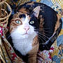 cat, calico_cat, pet, animal, feline, green_eyes, whiskers, basket, fabric, patchwork, colorful, domestic_cat, cute, closeup, resting, fur, indoor, looking_up, soft, cozy
