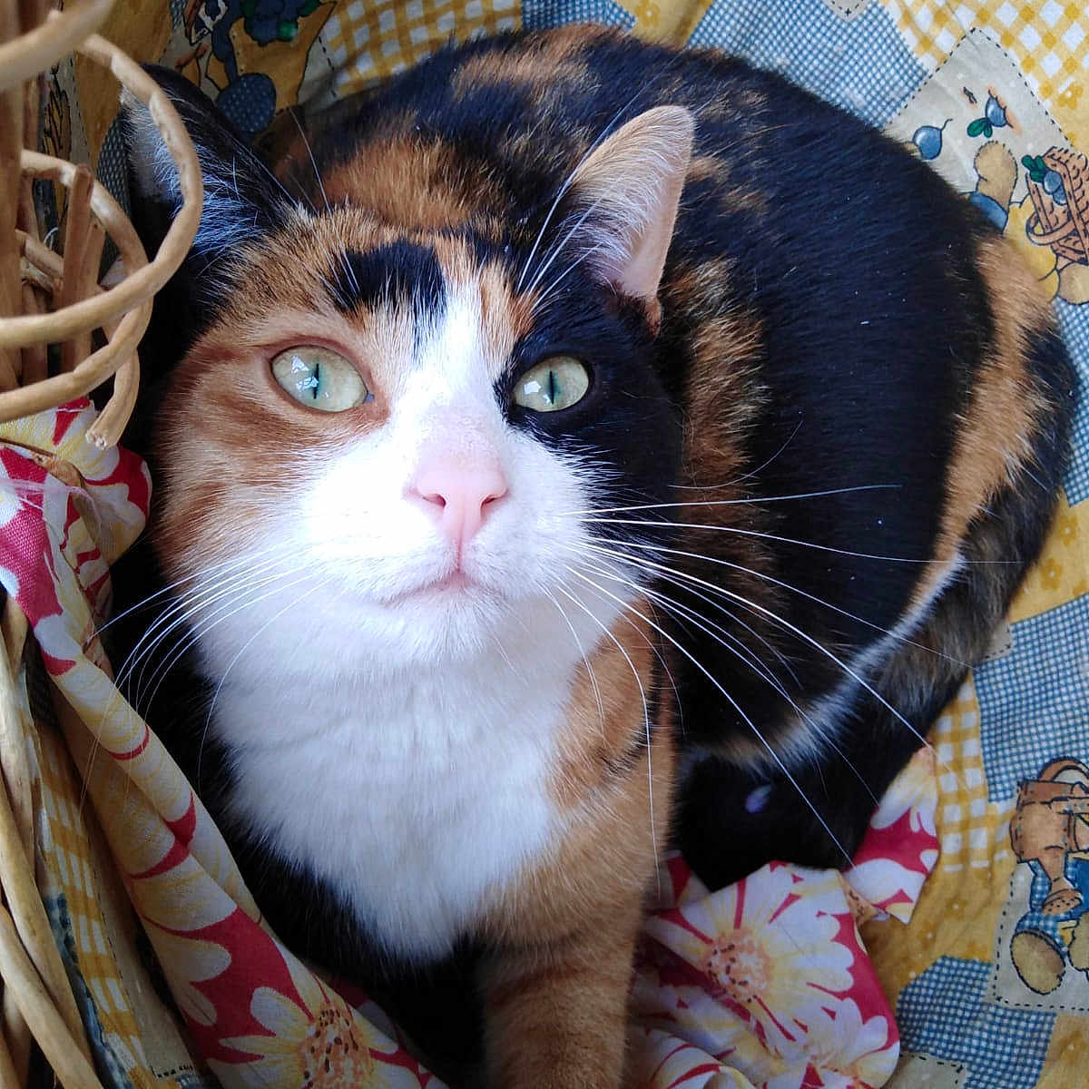 Cookie participe au concours pour gagner de l'argent avec cette photo : animal, basket, calico_cat, cat, closeup, colorful, cozy, cute, domestic_cat, fabric, feline, fur, green_eyes, indoor, looking_up, patchwork, pet, resting, soft, whiskers