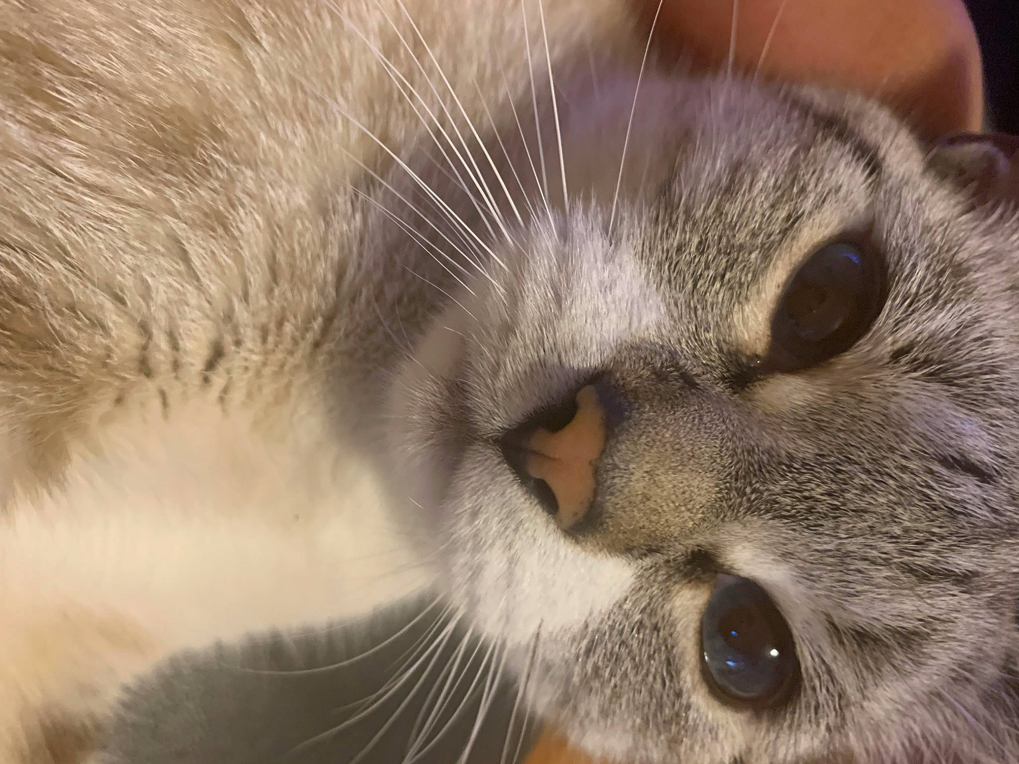 Precious joined the competition — help win amazing prizes! carnivore, cat, claw, close_up, domestic_short_haired_cat, ear, felidae, fur, head, iris, nose, paw, small_to_medium_sized_cats, snout, terrestrial_animal, whiskers