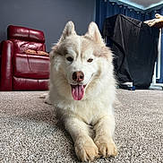 Mishka is registered to the contest to win money with this photo: dog, siberian_husky, carpet, indoor, red_leather_chairs, plush_toy, curtains, tongue_out, pet, animal, furniture, relaxed, happy, floor, living_room, house, interior, mammal, fur, cute