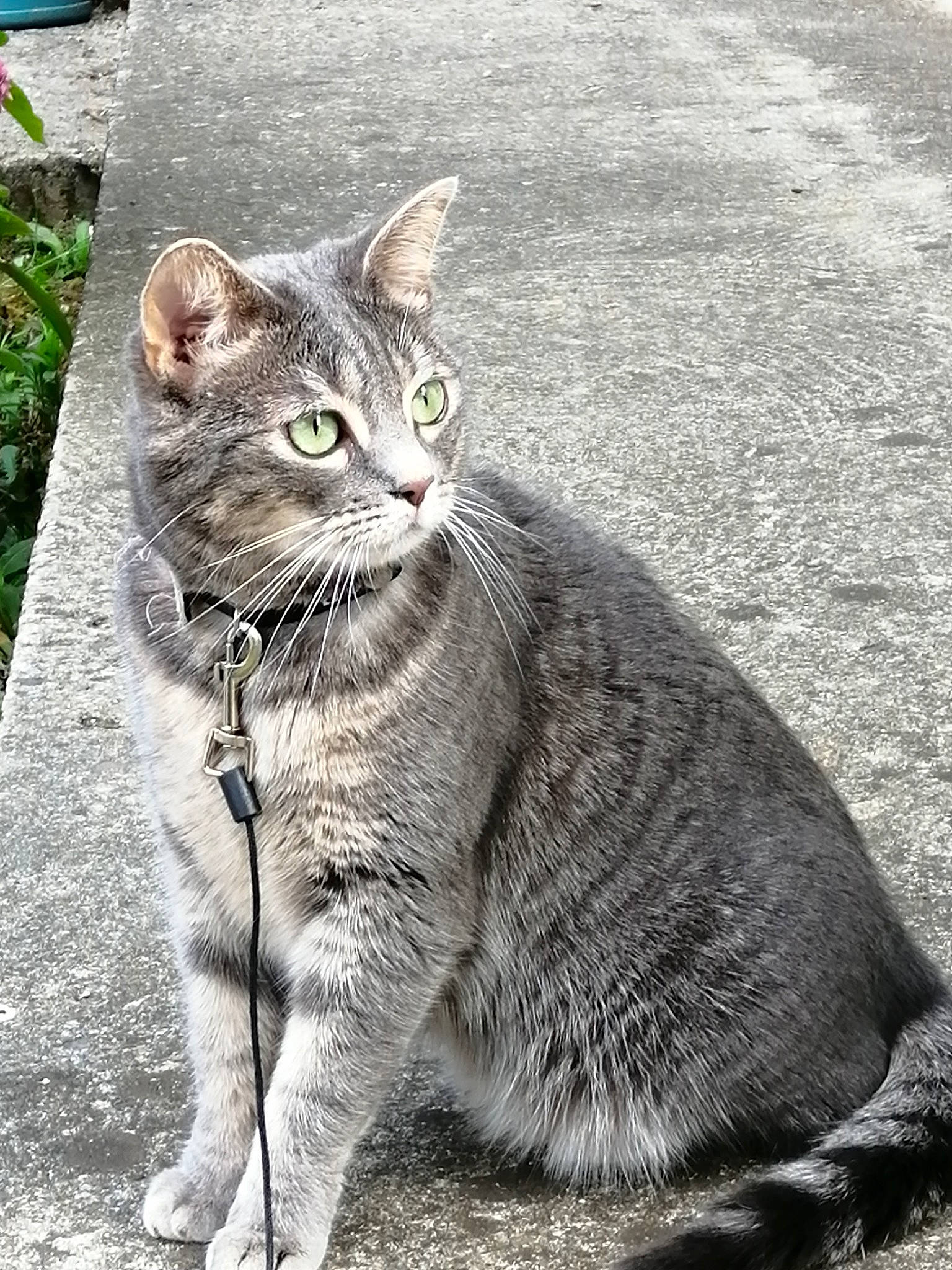 Neya participe au concours pour gagner de l'argent avec cette photo : aegean_cat, american_wirehair, asian, black_and_white, british_shorthair, carnivore, cat, chartreux, domestic_short_haired_cat, dragon_li, european_shorthair, felidae, mammal, small_to_medium_sized_cats, snout, tabby_cat, vertebrate, whiskers, wild_cat, wildlife