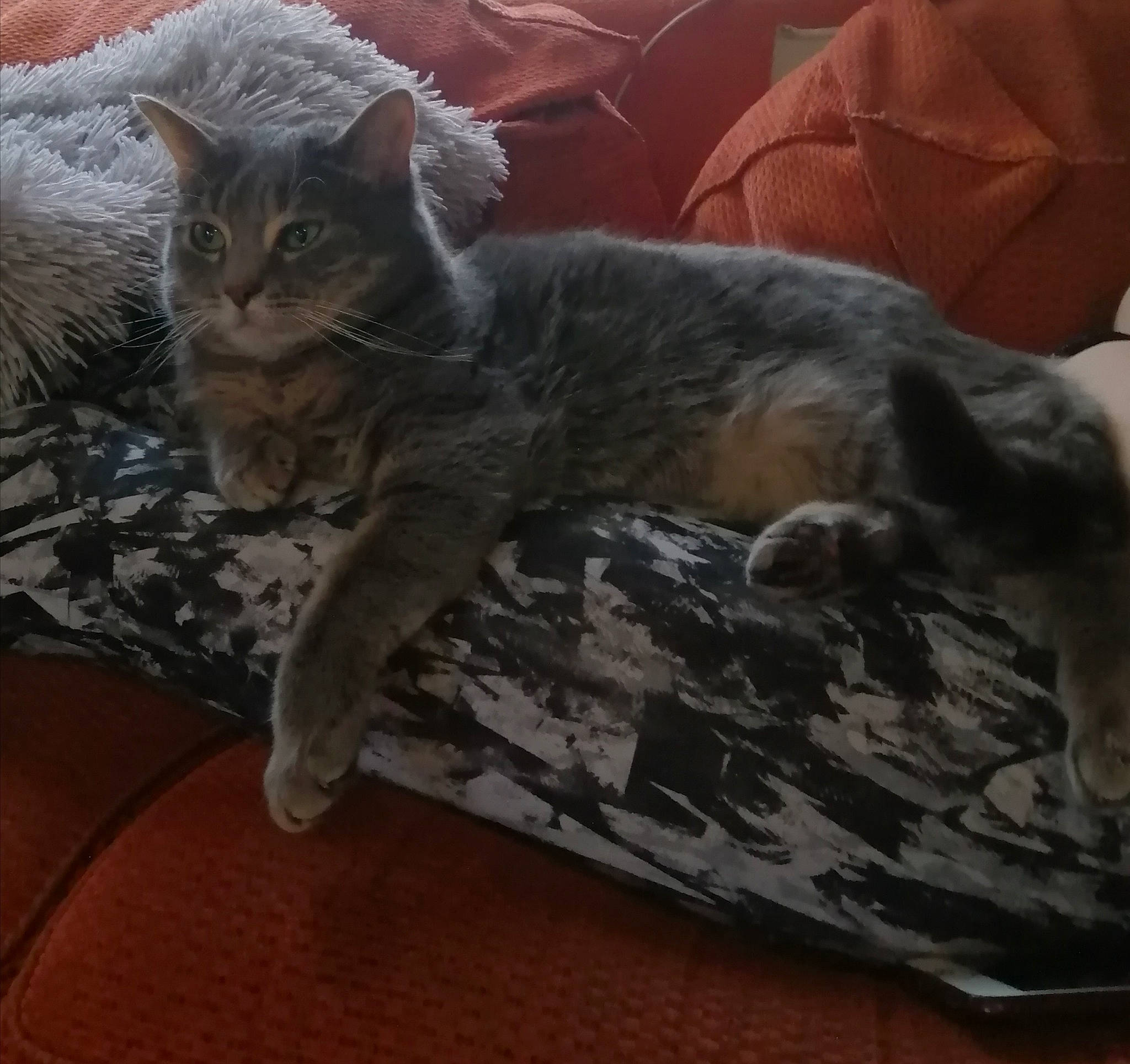 Neya participe au concours pour gagner de l'argent avec cette photo : asian, australian_mist, carnivore, cat, domestic_short_haired_cat, dragon_li, european_shorthair, felidae, kitten, mammal, nebelung, oriental_longhair, pixie_bob, small_to_medium_sized_cats, tabby_cat, vertebrate, whiskers