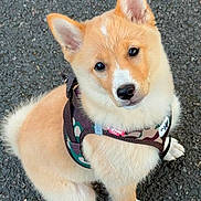Yoshi a rejoint le concours — aidez-le/la à gagner de superbes lots ! puppy, dog, pet, canine, fluffy, sitting, outdoor, asphalt, harness, curious, ears, cute, young, animal, leash, fur, brown, white, adorable, companion