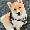 puppy, dog, pet, canine, fluffy, sitting, outdoor, asphalt, harness, curious, ears, cute, young, animal, leash, fur, brown, white, adorable, companion