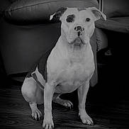 Gracie Mae joined the competition — help win amazing prizes! dog, canine, pet, sitting, portrait, black_and_white, living_room, couch, floor, indoor, short_hair, white_fur, black_fur, facial_markings, floppy_ears, brown_eyes, front_view, large_dog, alert, photography