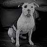 dog, canine, pet, sitting, portrait, black_and_white, living_room, couch, floor, indoor, short_hair, white_fur, black_fur, facial_markings, floppy_ears, brown_eyes, front_view, large_dog, alert, photography
