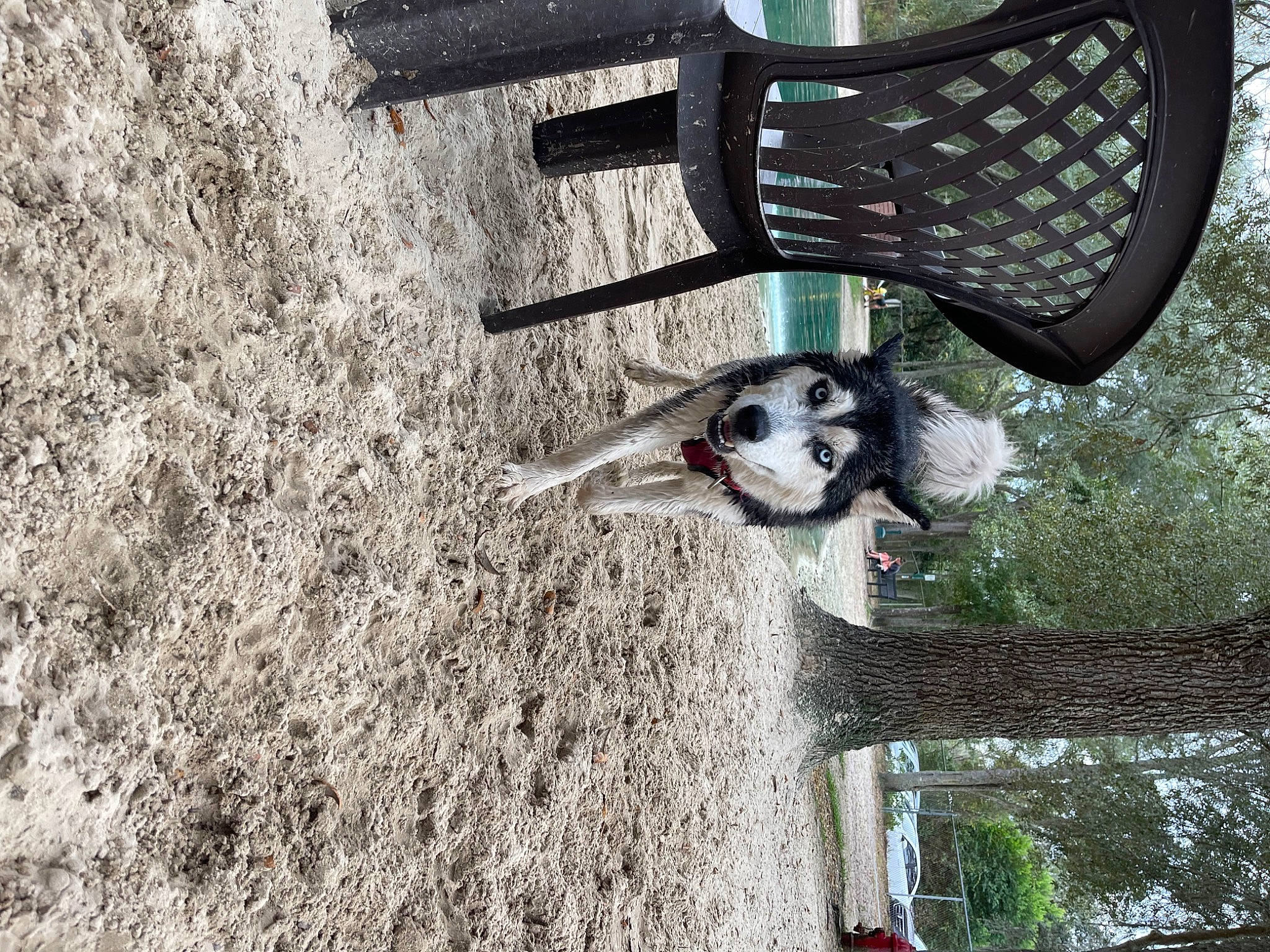 Koda joined the competition — help win amazing prizes! art, auto_part, canidae, carmine, carnivore, dog, dog_breed, dog_supply, fur, grass, plant, soil, sporting_group, tail, tree