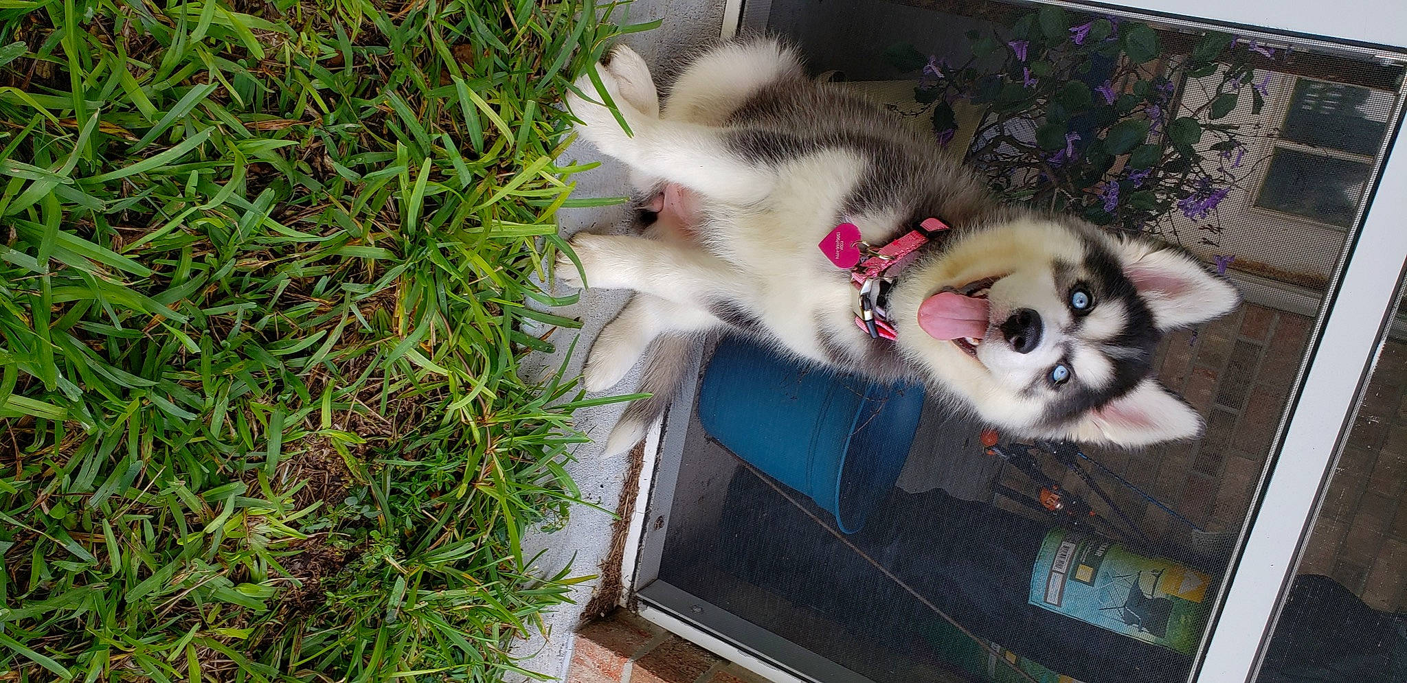 Koda joined the competition — help win amazing prizes! canidae, canis, carnivore, companion_dog, dog, dog_breed, fawn, felidae, fur, german_spitz, grass, pet_supply, plant, siberian_husky, sled_dog, small_to_medium_sized_cats, spitz, sporting_group, whiskers, working_dog