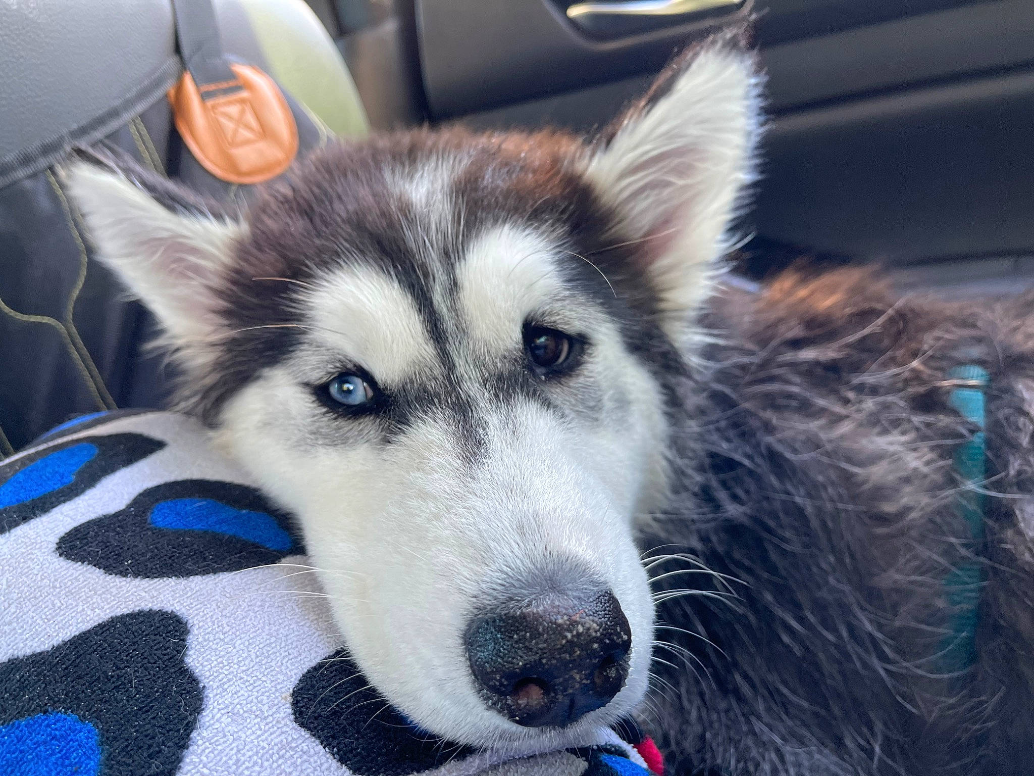 Aria joined the competition — help win amazing prizes! canidae, canis, carnivore, companion_dog, dog, dog_breed, fawn, fur, jaw, siberian_husky, sled_dog, snout, sporting_group, terrestrial_animal, vehicle_door, whiskers, wildlife, wolf, working_animal, working_dog