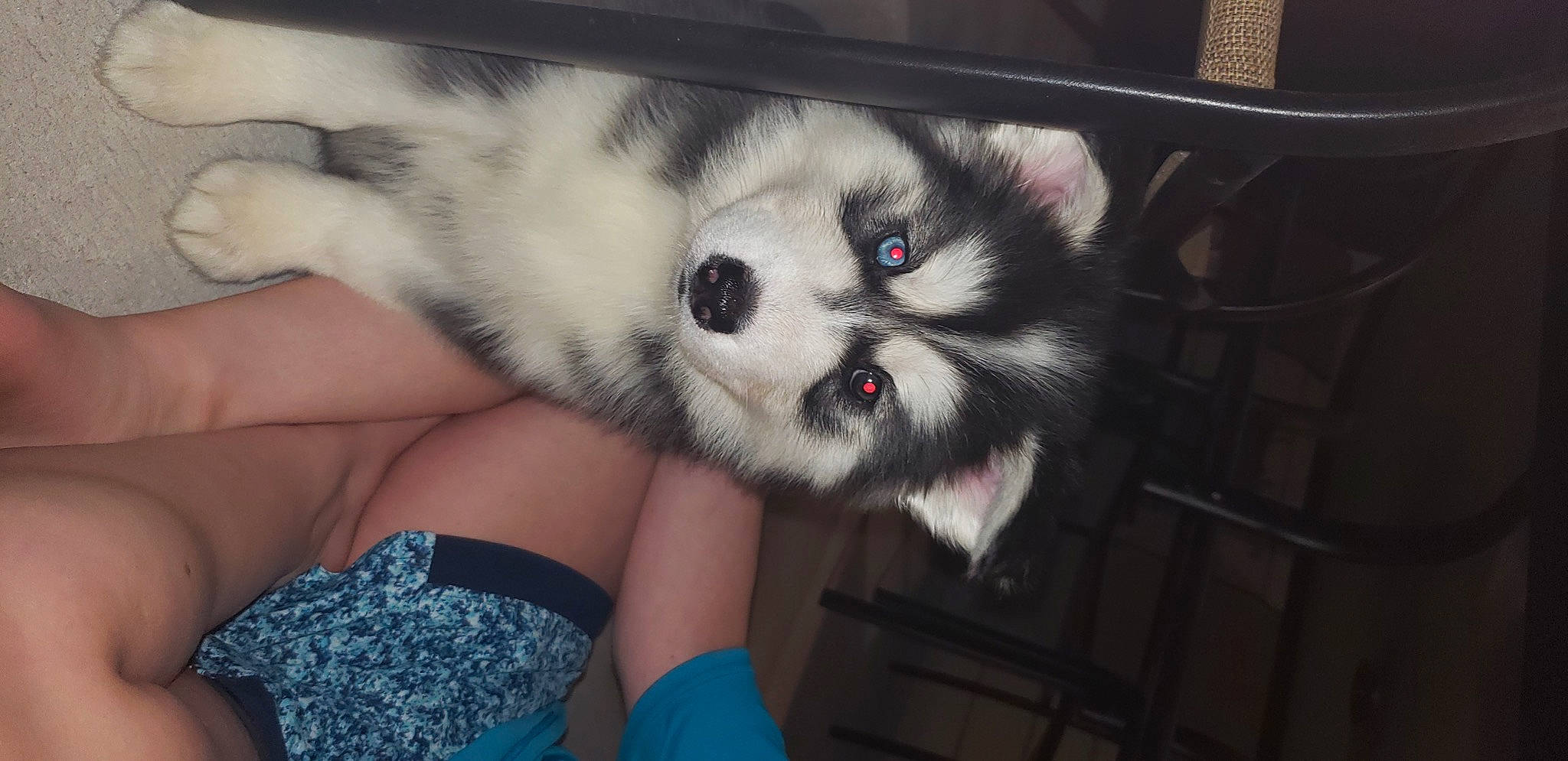 Aria joined the competition — help win amazing prizes! canidae, carnivore, cat, claw, companion_dog, dog_breed, domestic_short_haired_cat, eye, fawn, felidae, finger, foot, fur, hand, nail, paw, photo_caption, small_to_medium_sized_cats, snout, whiskers