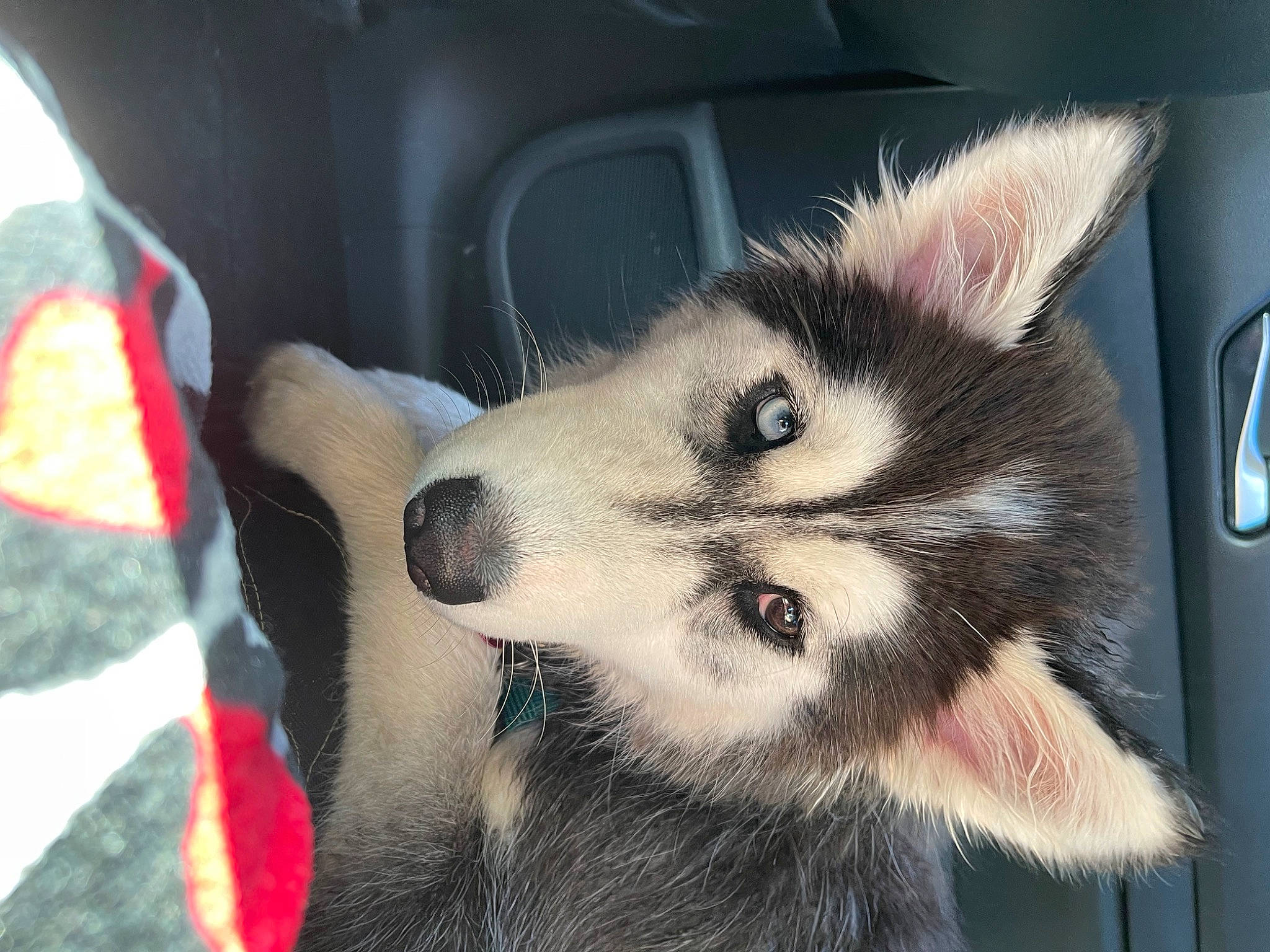 Aria joined the competition — help win amazing prizes! auto_part, automotive_exterior, canis, car, carmine, carnivore, companion_dog, dog, dog_breed, fur, hood, sled_dog, snout, sporting_group, terrestrial_animal, vehicle_door, whiskers, windshield, wolf, working_dog