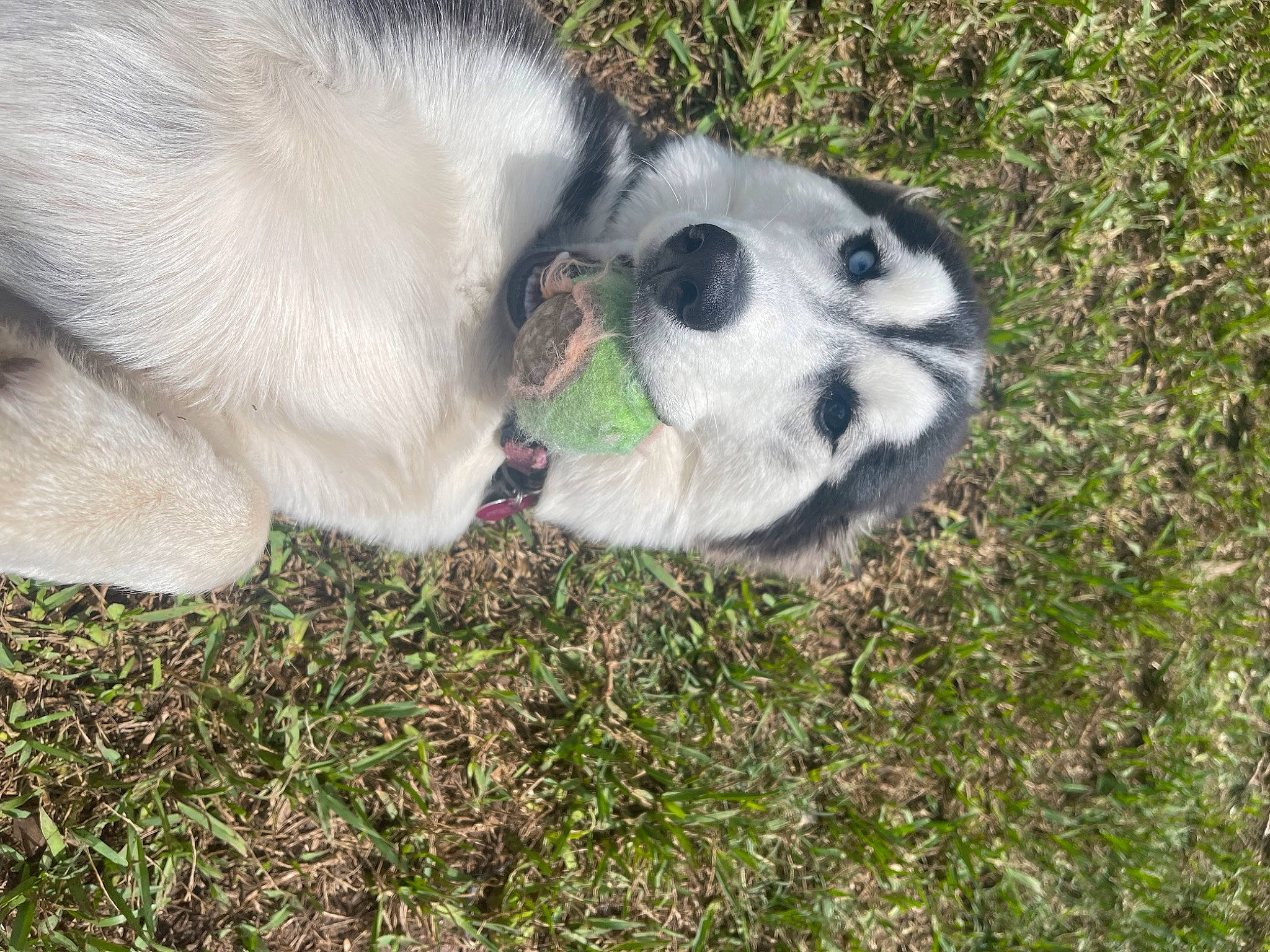 Aria joined the competition — help win amazing prizes! canidae, carnivore, companion_dog, dog, dog_breed, grass, lemur, non_sporting_group, plant, sled_dog, sporting_group, terrestrial_animal, wildlife, working_dog