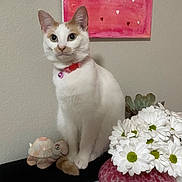 Lindsey is registered to the contest to win money with this photo: cat, white_cat, sitting, daisies, pink_vase, heart_painting, wall, succulent, collar, bell, plush_toy, tabletop, indoor, portrait, green_eyes, ears, paws, ceramic, home_decor, pet
