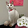 cat, white_cat, sitting, daisies, pink_vase, heart_painting, wall, succulent, collar, bell, plush_toy, tabletop, indoor, portrait, green_eyes, ears, paws, ceramic, home_decor, pet