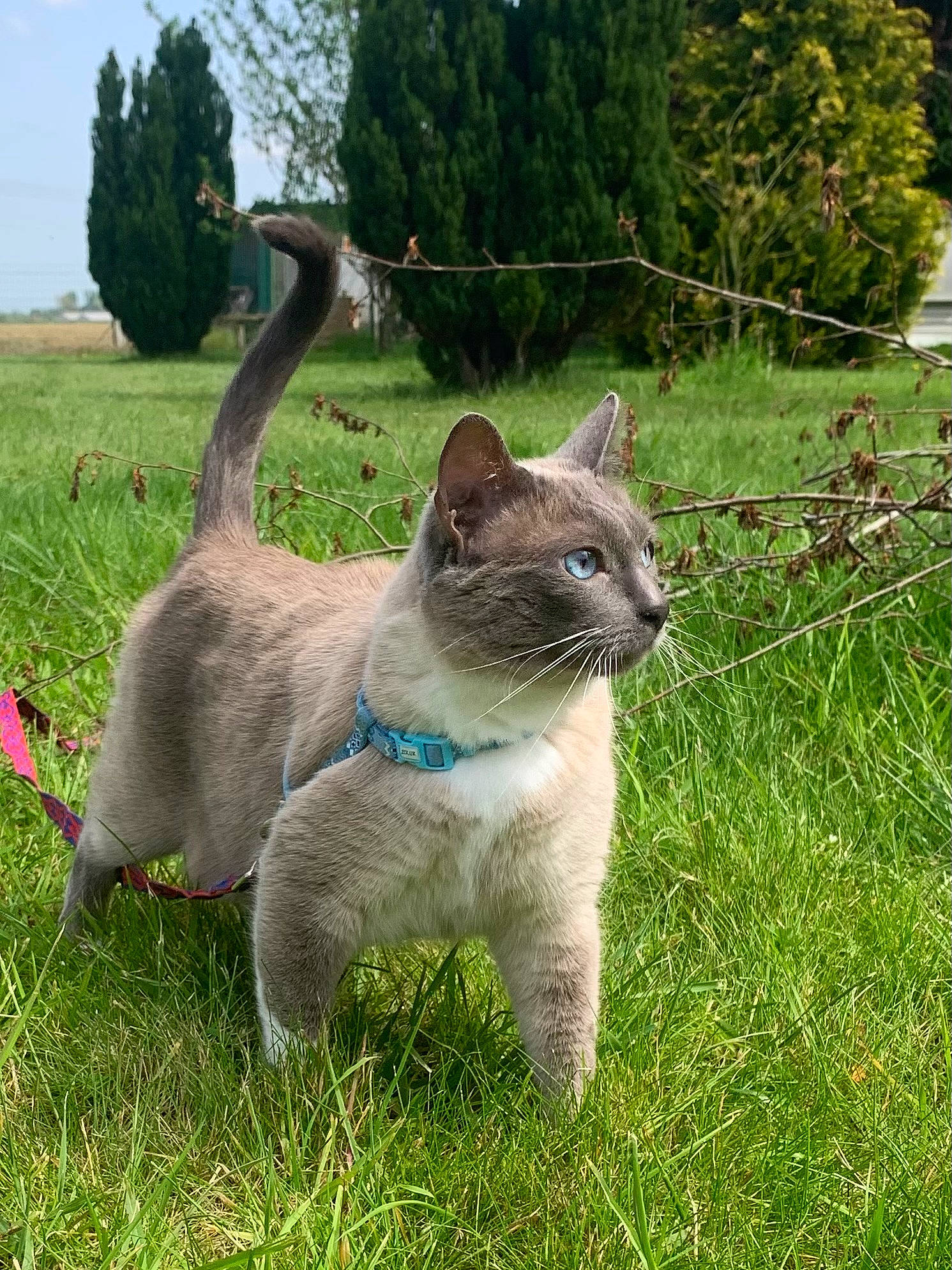 Sheba a rejoint le concours — aidez-le/la à gagner de superbes lots ! carnivore, cat, collar, domestic_short_haired_cat, fawn, felidae, fur, grass, grassland, groundcover, plant, shrub, sky, small_to_medium_sized_cats, snout, tail, terrestrial_animal, tree, whiskers, wildlife