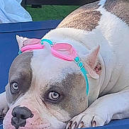 Luna joined the competition — help win amazing prizes! dog, goggles, resting, blue_surface, white_fur, brown_patches, close_up, pet, animal, cute, outdoor, relaxed, canine, lying_down, playful, eyes, nose, paws, ears, sleepy