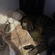 Goku a rejoint le concours — aidez-le/la à gagner de superbes lots ! cat, tabby_cat, sleeping, cuddling, stuffed_animal, rabbit_toy, plush_toy, blanket, cozy, indoors, bed, nap, relaxed, furry, whiskers, striped_fur, pet, animal, dim_lighting, portrait