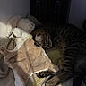 cat, tabby_cat, sleeping, cuddling, stuffed_animal, rabbit_toy, plush_toy, blanket, cozy, indoors, bed, nap, relaxed, furry, whiskers, striped_fur, pet, animal, dim_lighting, portrait