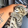 Goku a rejoint le concours — aidez-le/la à gagner de superbes lots ! cat, kitten, tabby, pet, animal, cuddling, sleeping, relaxed, happy, closeup, fur, whiskers, paws, striped_fur, domestic_cat, human_hand, petting, portrait, indoor, car_interior
