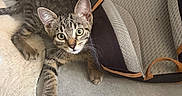 Goku participe au concours pour gagner de l'argent avec cette photo : cat, kitten, tabby, pet, animal, feline, face, eyes, whiskers, ears, fur, striped_fur, sitting, lying_down, couch, sofa, pet_carrier, indoor, portrait, cute