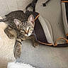 cat, kitten, tabby, pet, animal, feline, face, eyes, whiskers, ears, fur, striped_fur, sitting, lying_down, couch, sofa, pet_carrier, indoor, portrait, cute