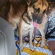 Gracie joined the competition — help win amazing prizes! dog, car, seat, towel, leash, tongue, blur, animal, pet, fur, happy, front_seat, human_arm, clothing, floral_pattern, denim_shorts, window, daylight, inside, transportation