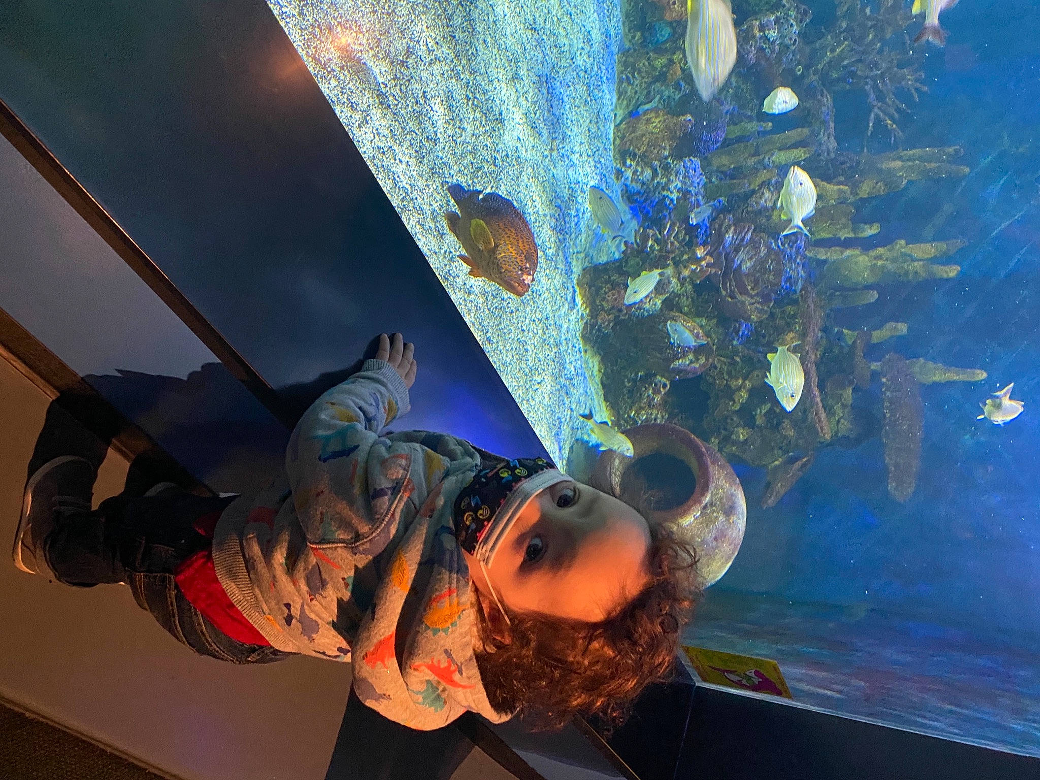 Jojo joined the competition — help win amazing prizes! aquarium, art, ceiling, cg_artwork, electric_blue, extreme_sport, fin, fish, freshwater_aquarium, fun, leisure, marine_biology, ocean, person, recreation, rope, space, underwater, visual_arts, water