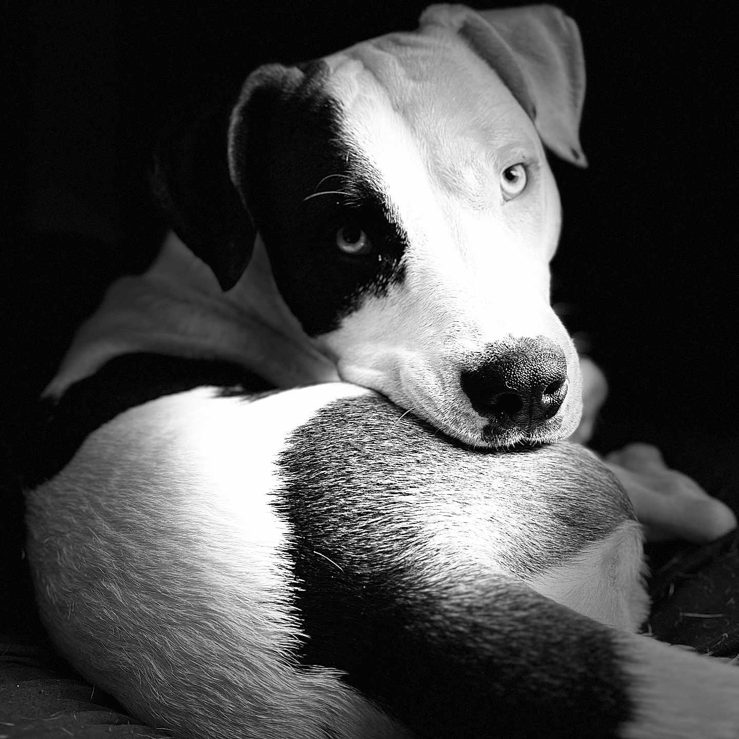 Caine